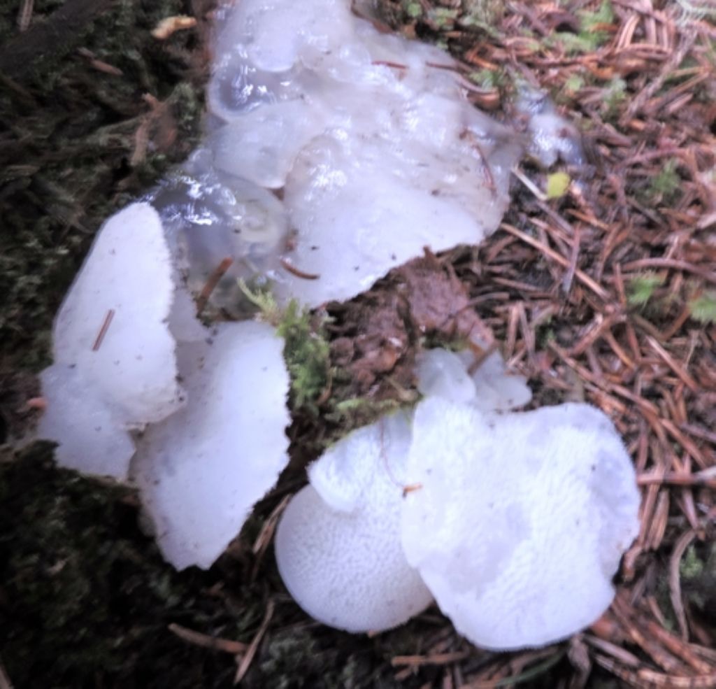 Gelatinosi